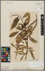 Foto von Salix alba L. x Salix fragilis L.